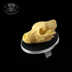Pierścionek anatomiczna czaszka wilka 3D
